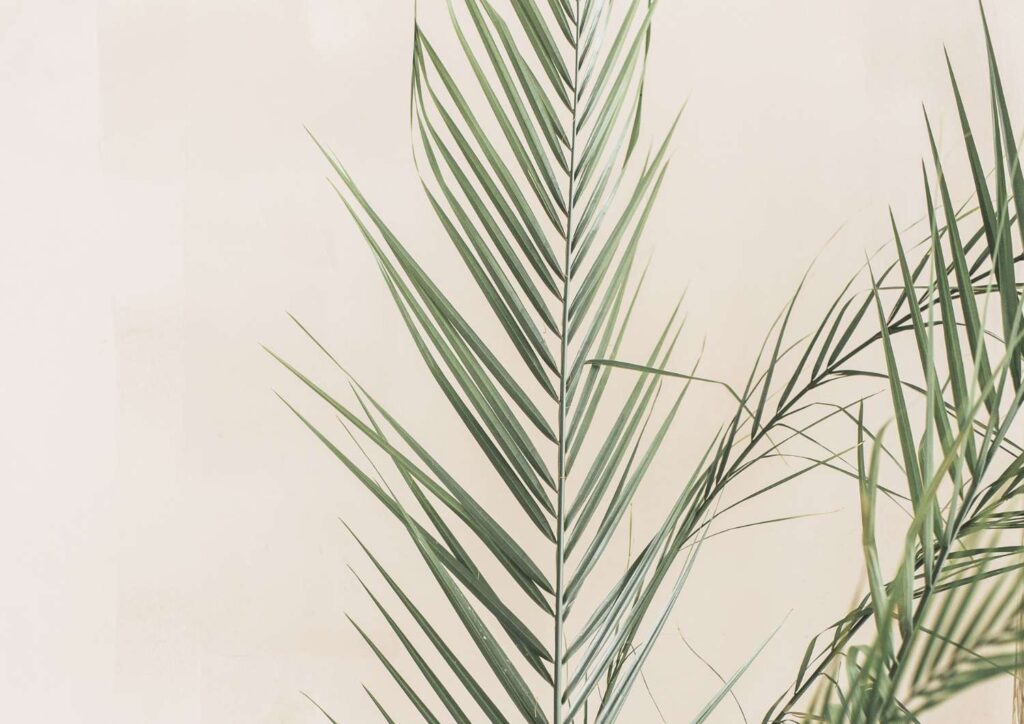 Soft green palm leaves against a neutral background, symbolising growth, awareness, and understanding your personal money story.
