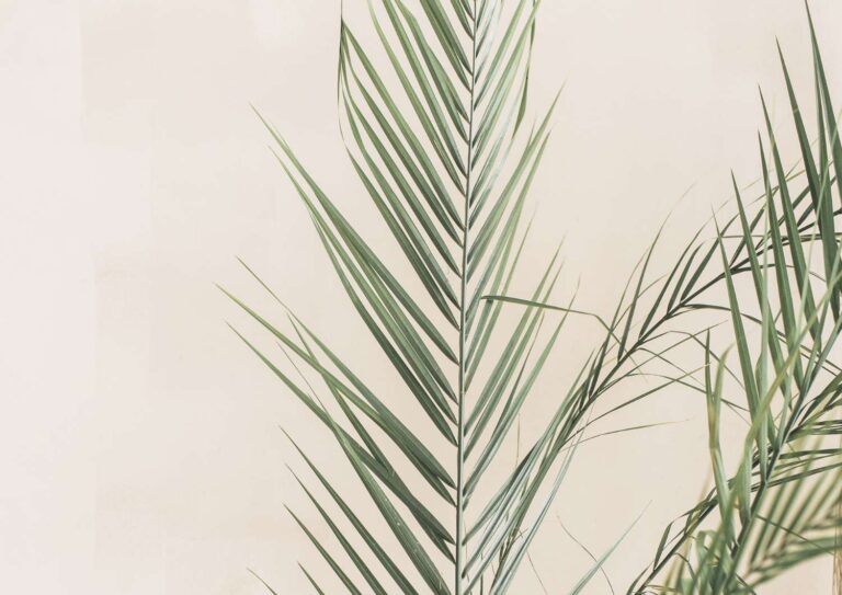 Soft green palm leaves against a neutral background, symbolising growth, awareness, and understanding your personal money story.