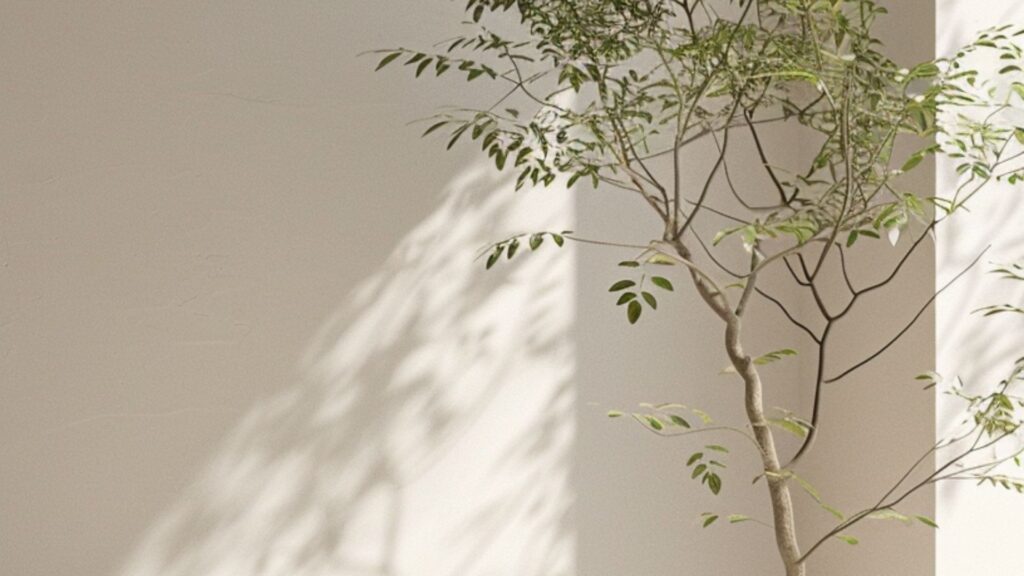 Soft natural light and greenery representing the confidence and peace of mind achieved through personalised financial planning.