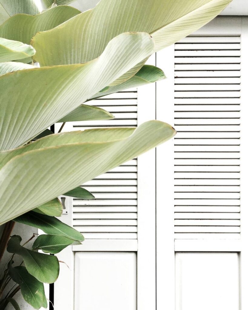 Large green tropical leaves against white shutters, representing calm, balance, and Ikigai Wealth’s life-centred financial services.
