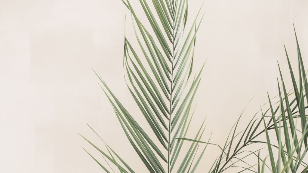 Soft natural light and palm leaves reflecting a calm and guided approach to financial planning.