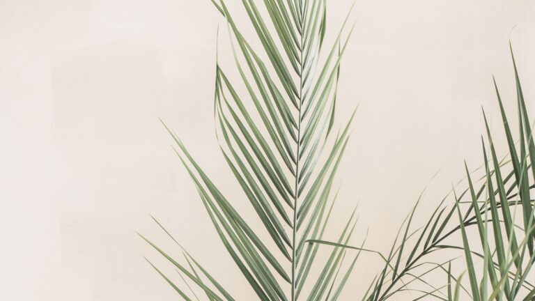 Soft natural light and palm leaves reflecting a calm and guided approach to financial planning.