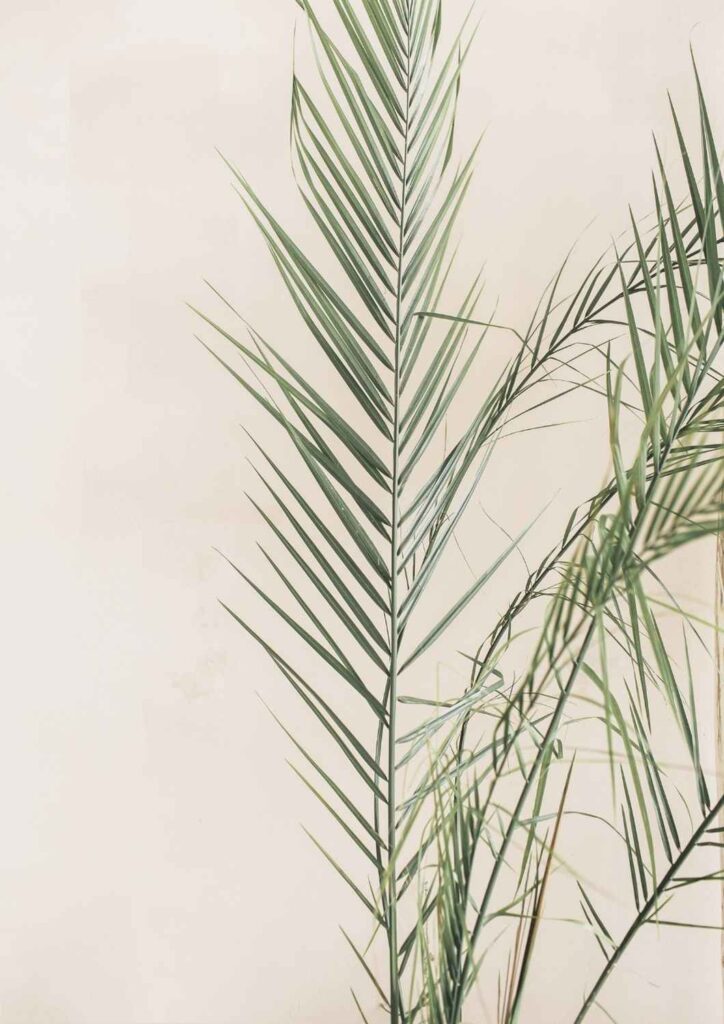 Palm leaves against a soft neutral wall — symbolising growth, simplicity, and Ikigai Wealth’s life-centred financial approach.