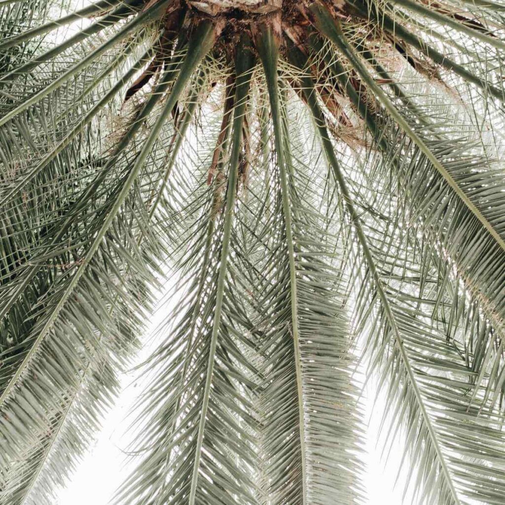 Palm tree canopy from below, representing growth, simplicity, and alignment in Ikigai Wealth’s process.