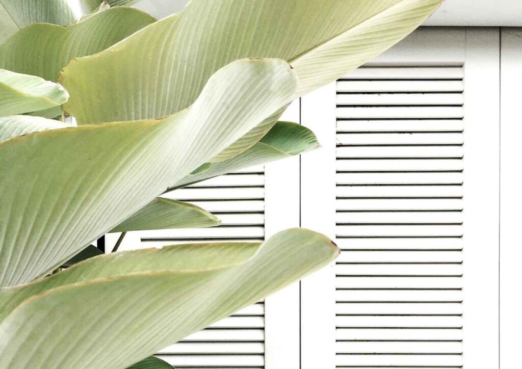Large tropical leaves by white shutters, symbolising calm, clarity, and a confident retirement transition.