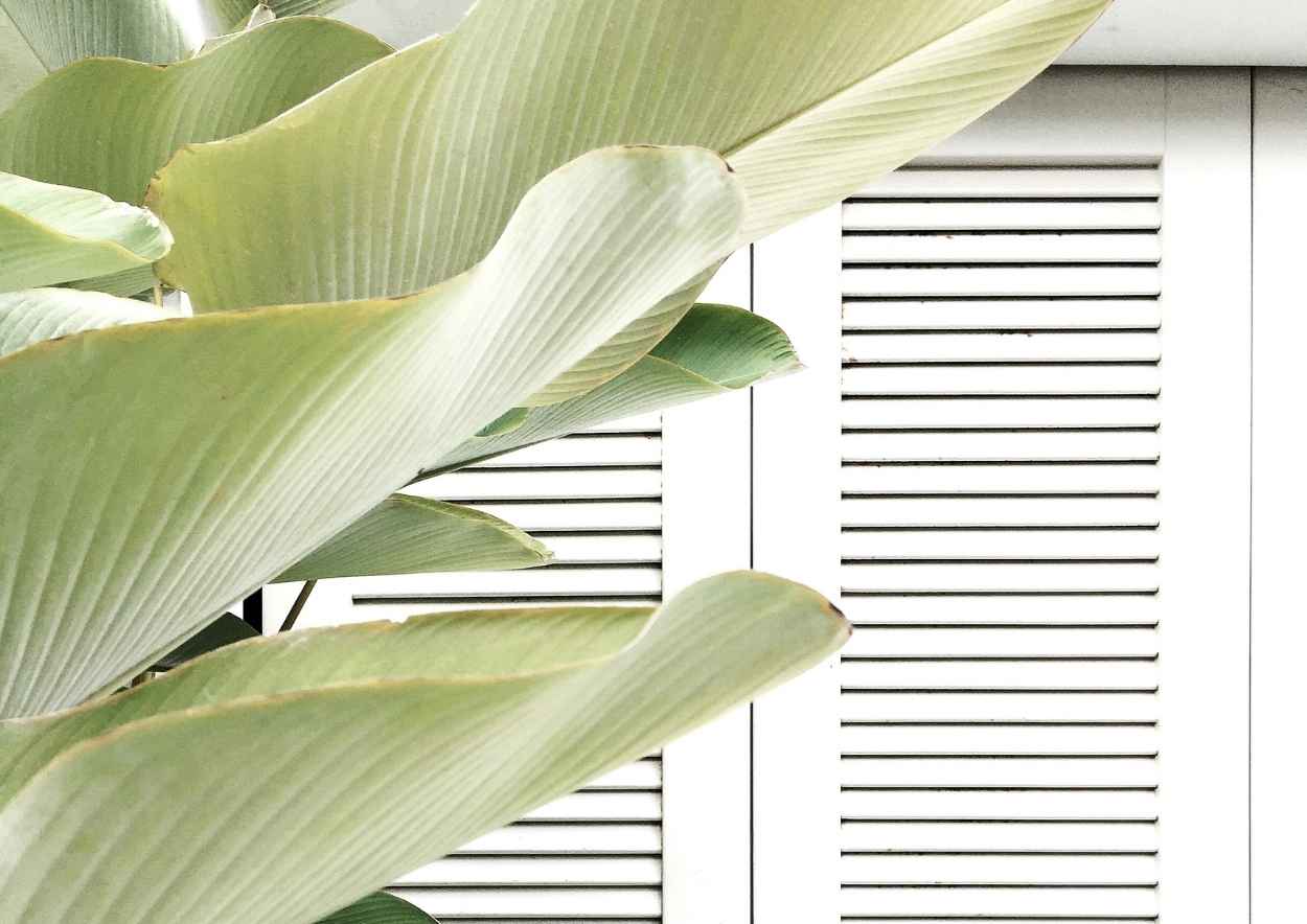 Large tropical leaves by white shutters, symbolising calm, clarity, and a confident retirement transition.